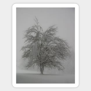 Lone tree in the snow Sticker